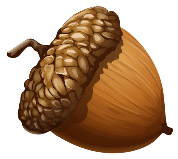 acorn-clipart-acorn-png-imge-free-picture-download-clipart-free-download